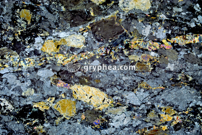 Gabbro Chenaillet LPA x5 - gryphea.com